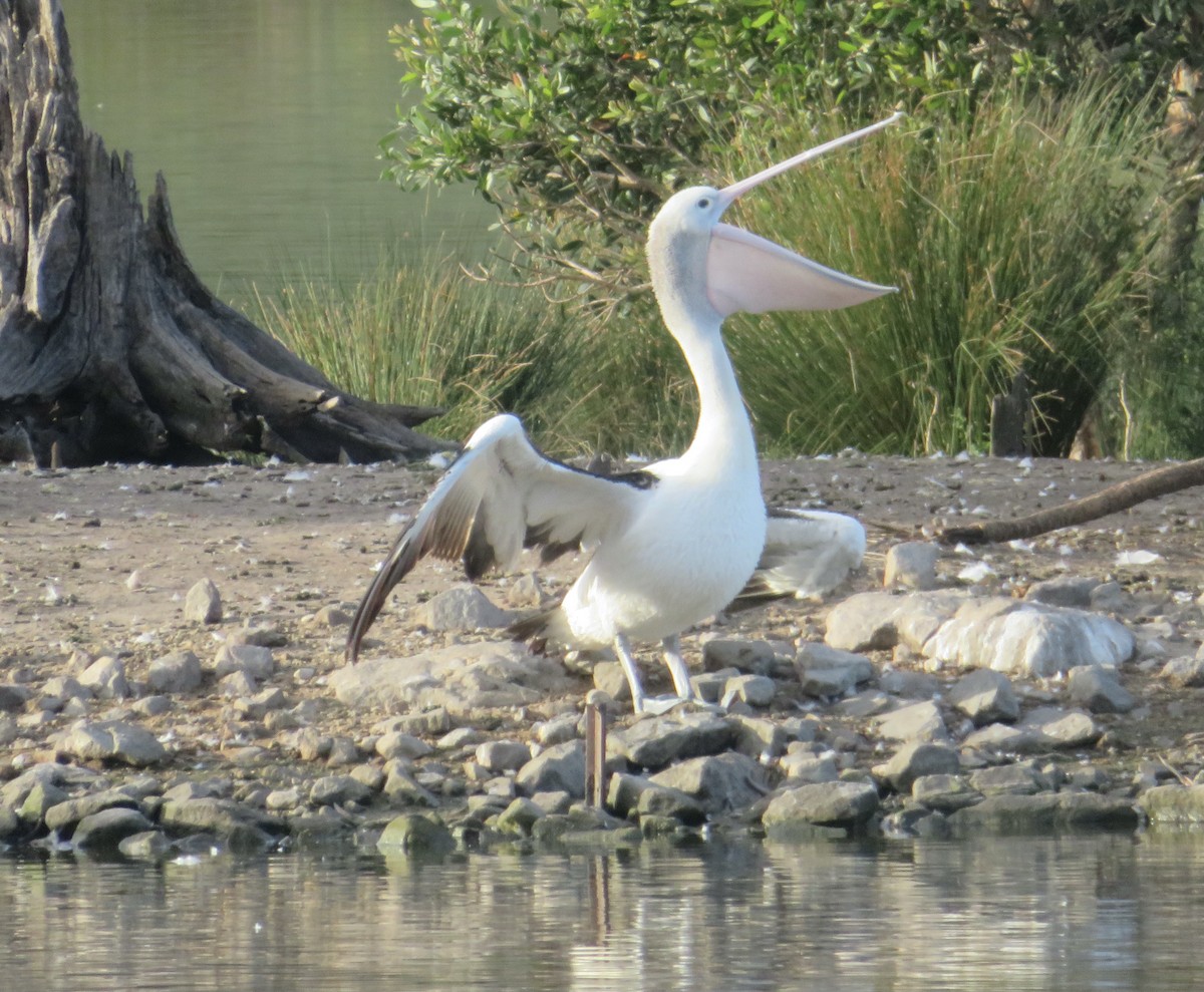 Australian Pelican - ML614732961