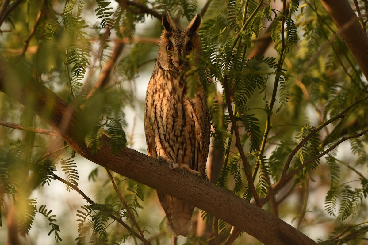 ינשוף עצים - ML614732965