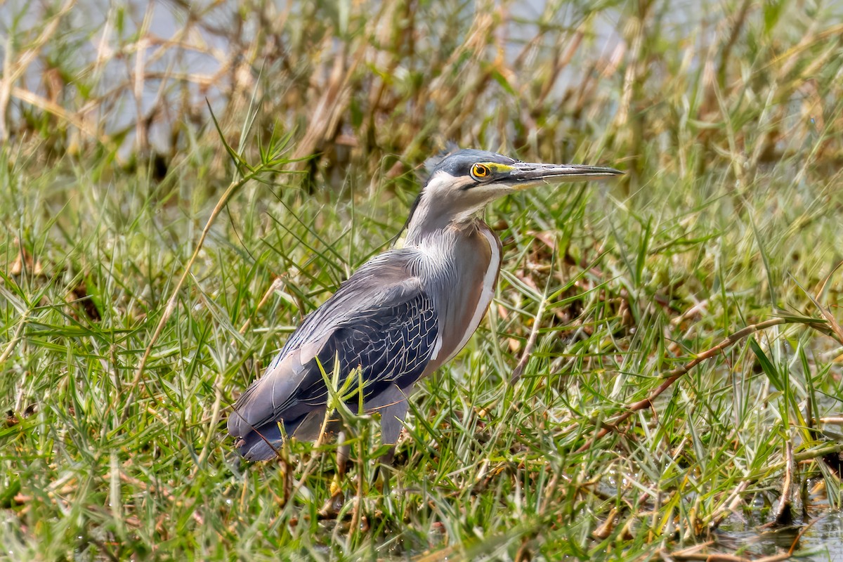 Striated Heron - Steve Schnoll