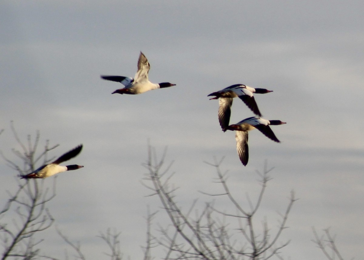 Common Merganser - ML614733037