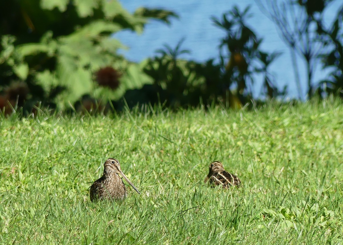 Magellanic Snipe - ML614733040