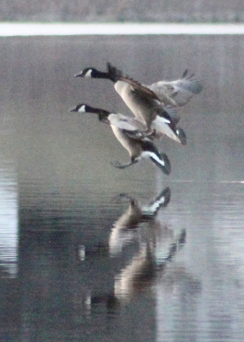 berneška velká - ML614733048