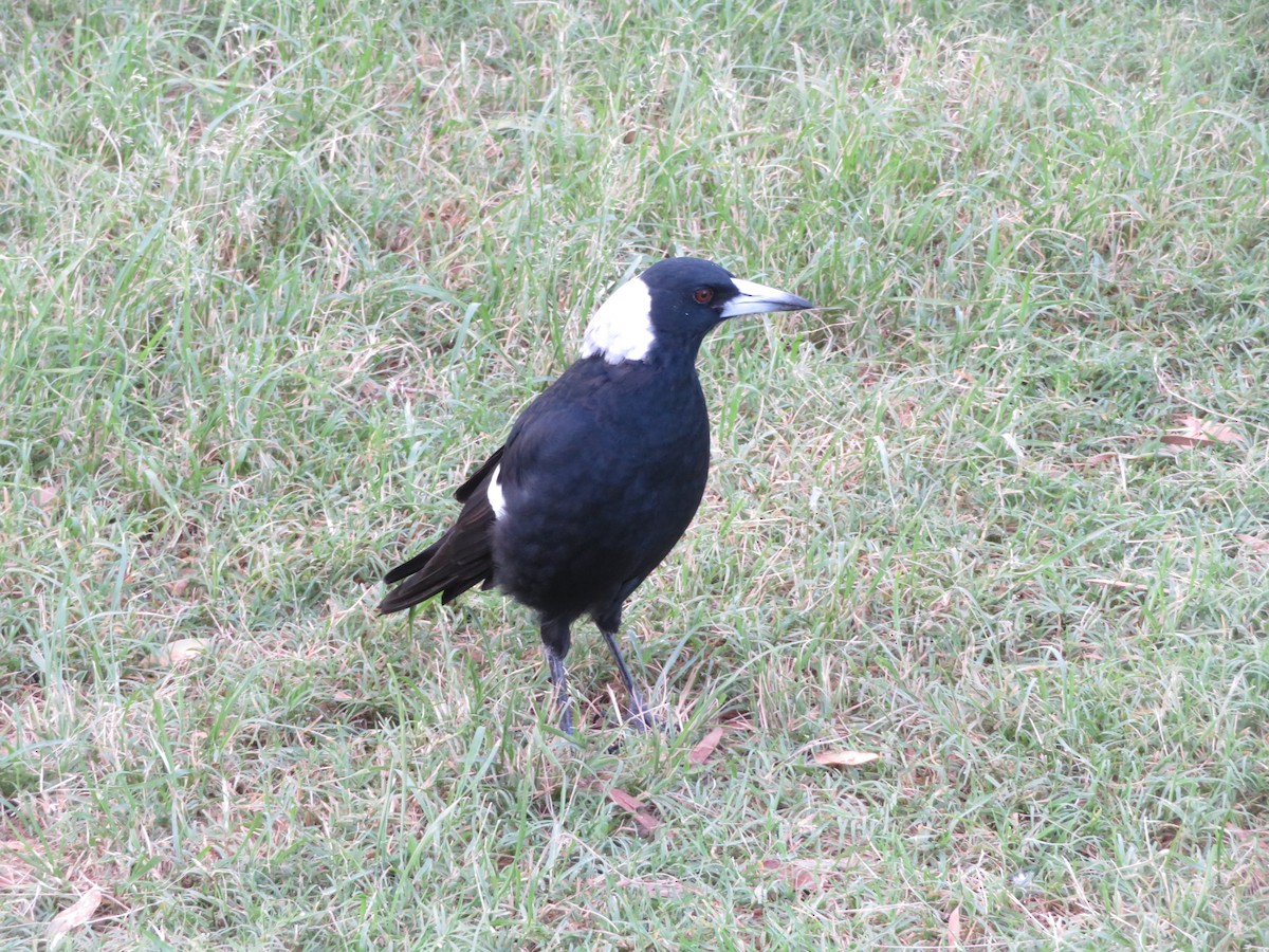 Australian Magpie (Black-backed) - ML614733093