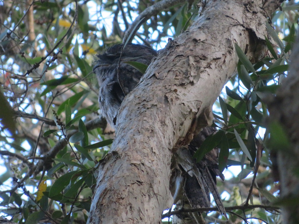 Tawny Frogmouth - ML614733097