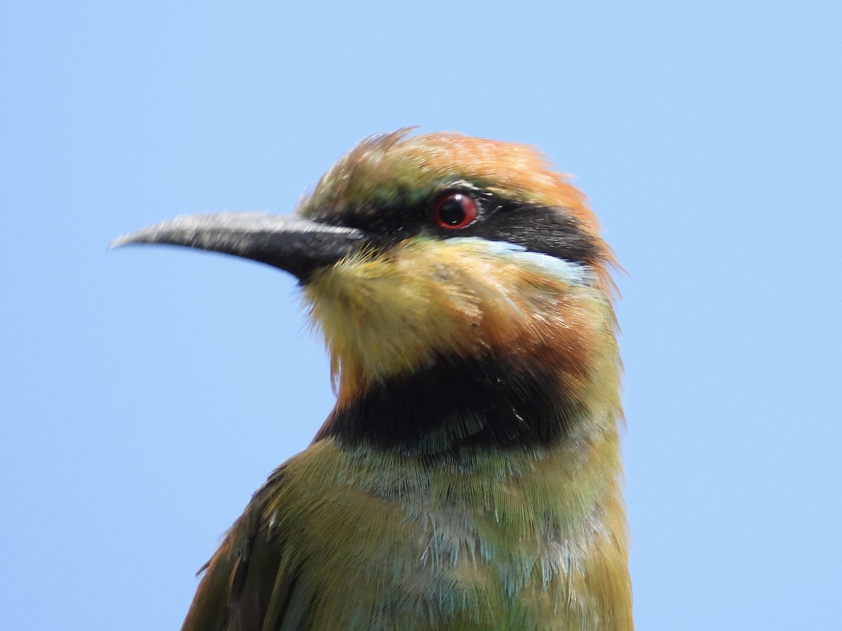 Rainbow Bee-eater - ML614733103