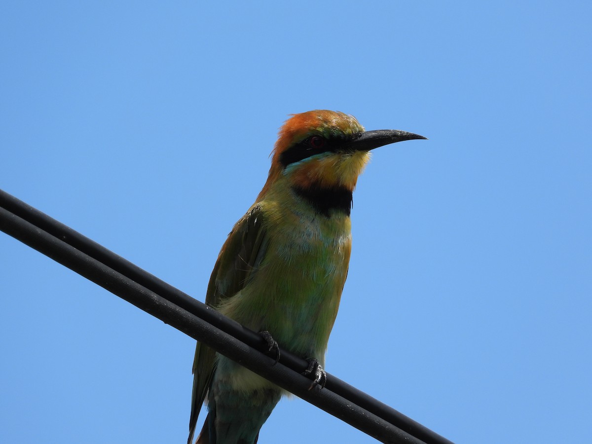 Rainbow Bee-eater - ML614733104