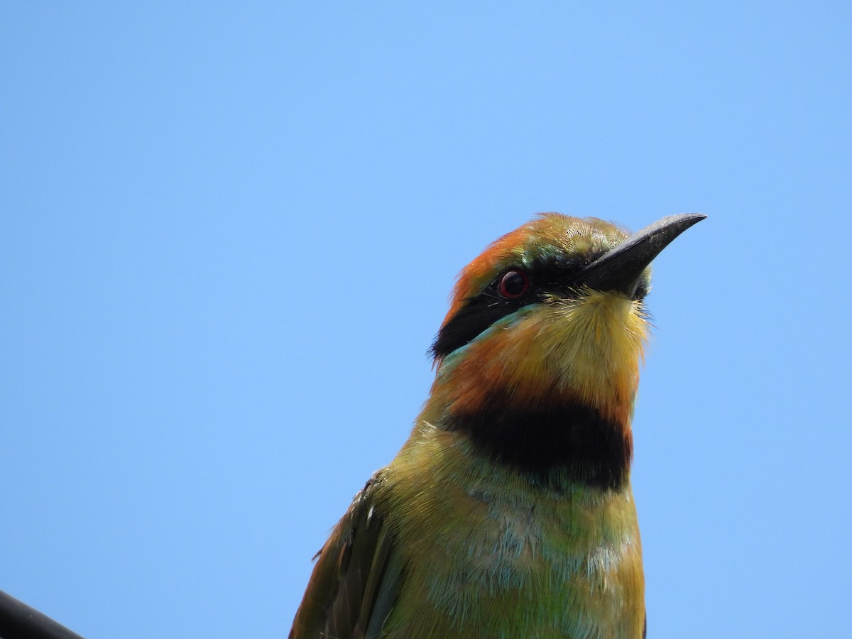 Rainbow Bee-eater - ML614733105