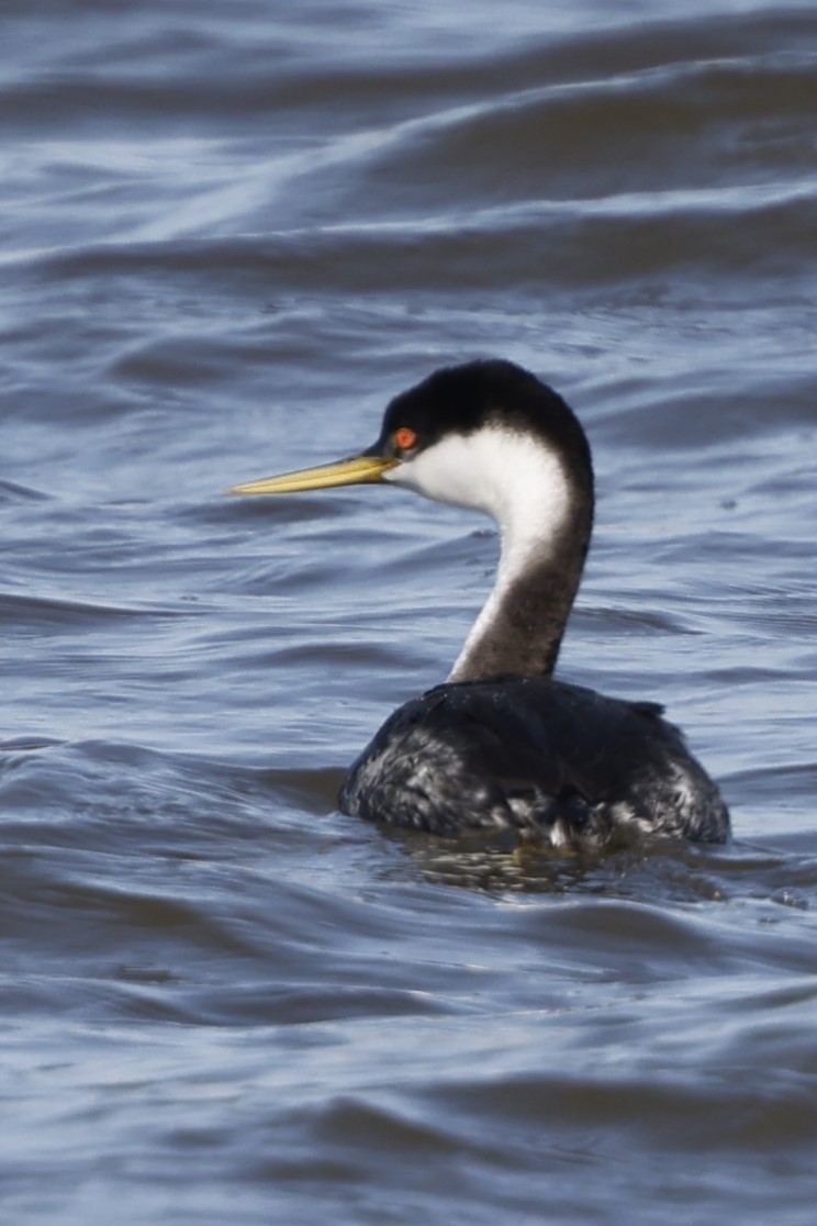 Western Grebe - Michael Gage