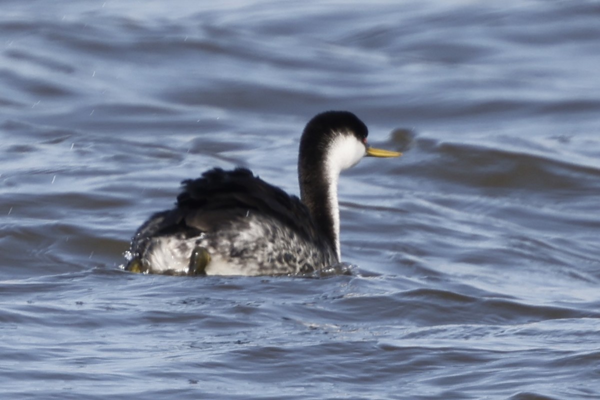 Western Grebe - ML614733110