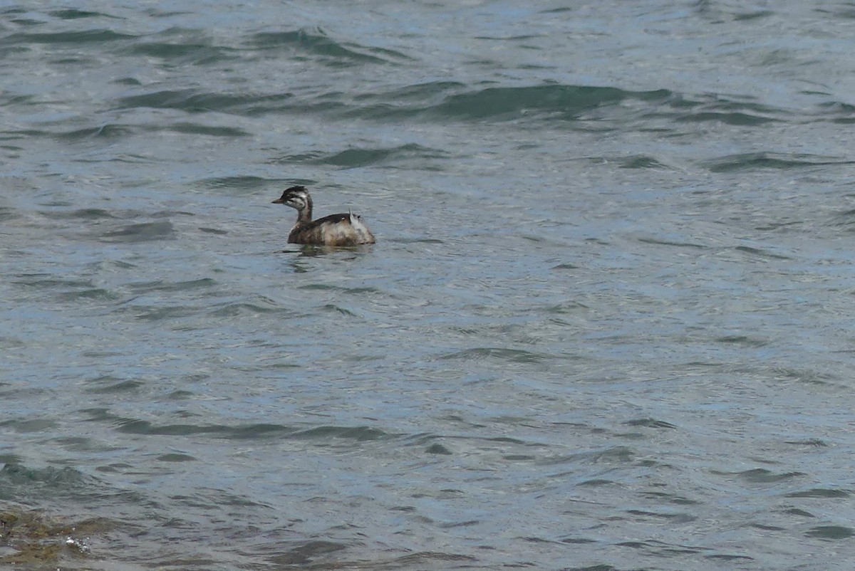 White-tufted Grebe - ML614733133