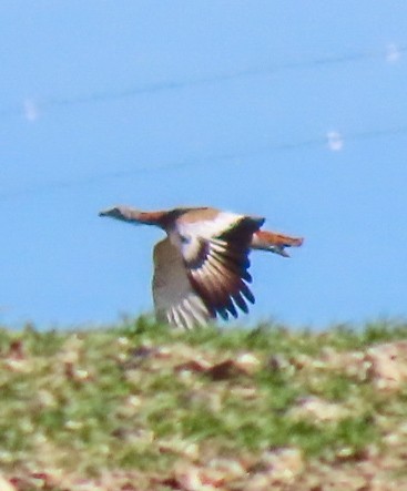 Great Bustard - Pau Gabriel