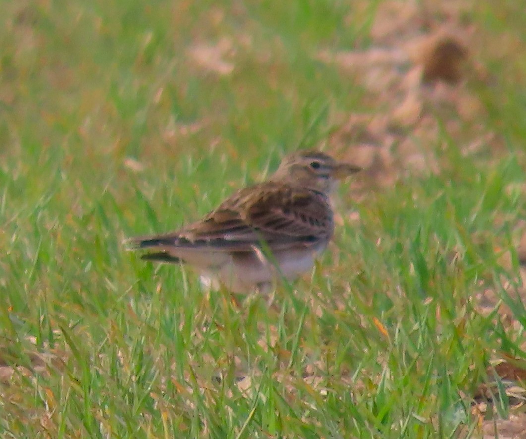 Calandra Lark - Pau Gabriel