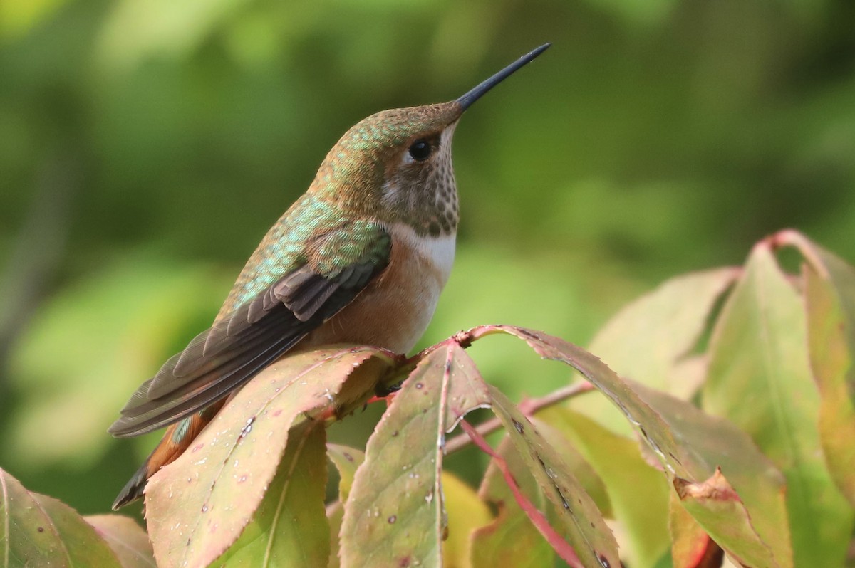 Rufous Hummingbird - ML614733233