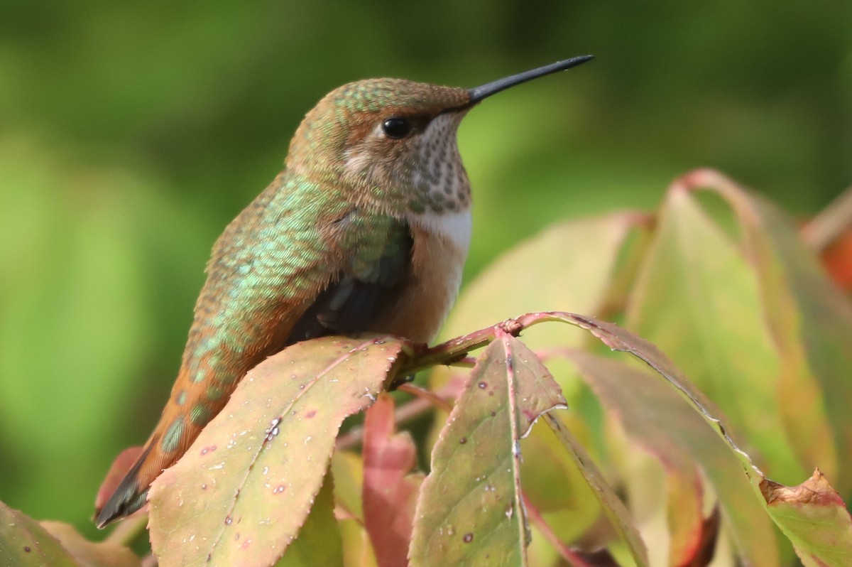 Rufous Hummingbird - William Hull