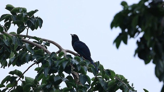 Asian Koel - ML614733252