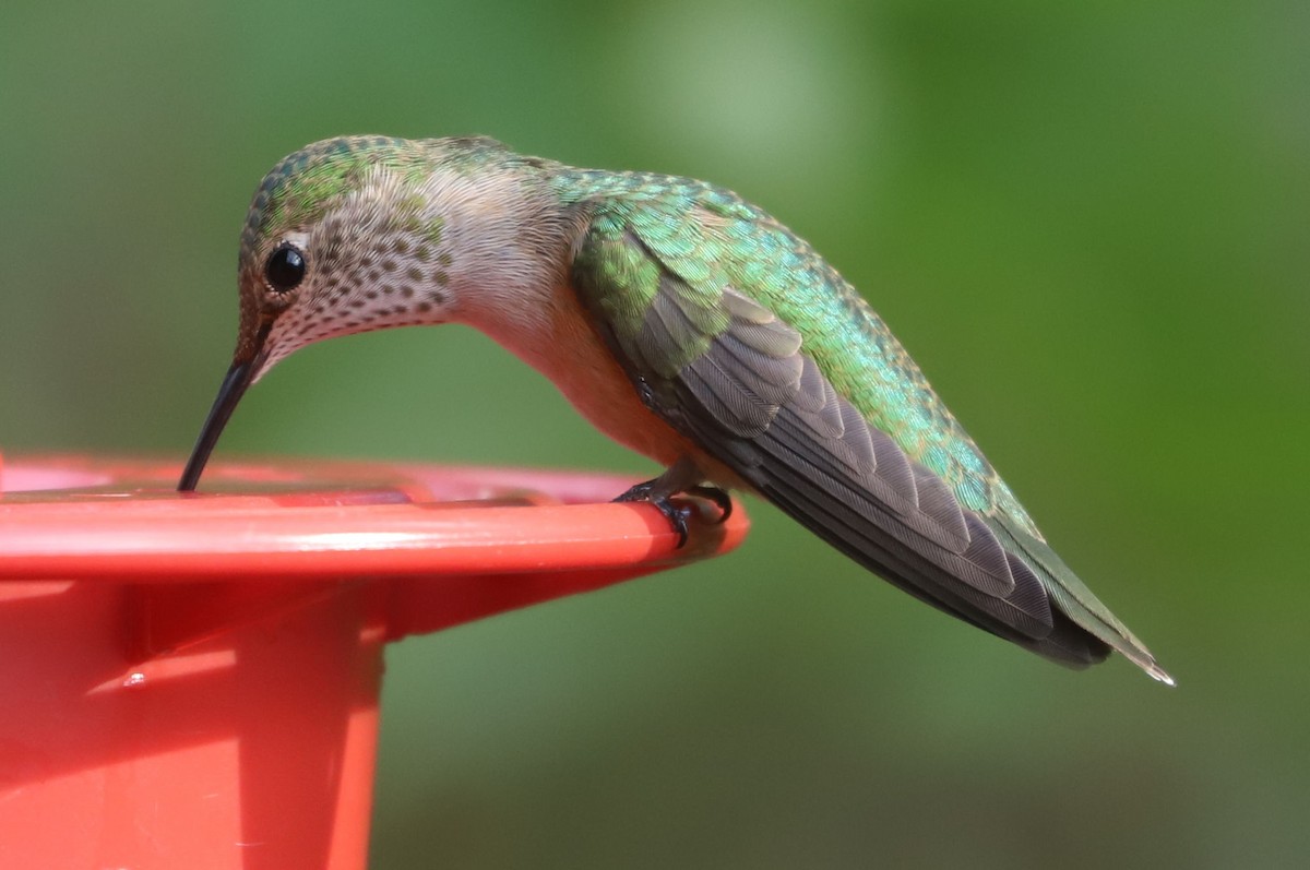 Broad-tailed Hummingbird - ML614733260