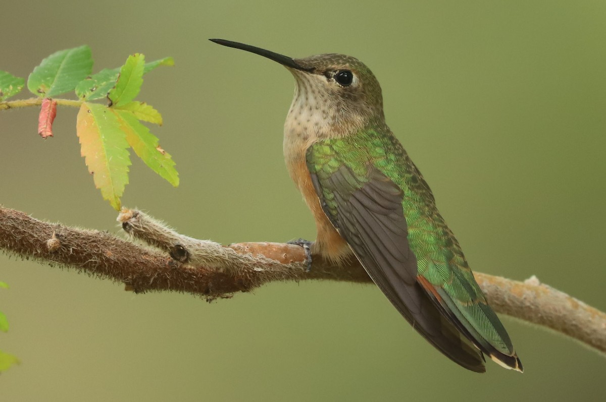 Broad-tailed Hummingbird - ML614733290