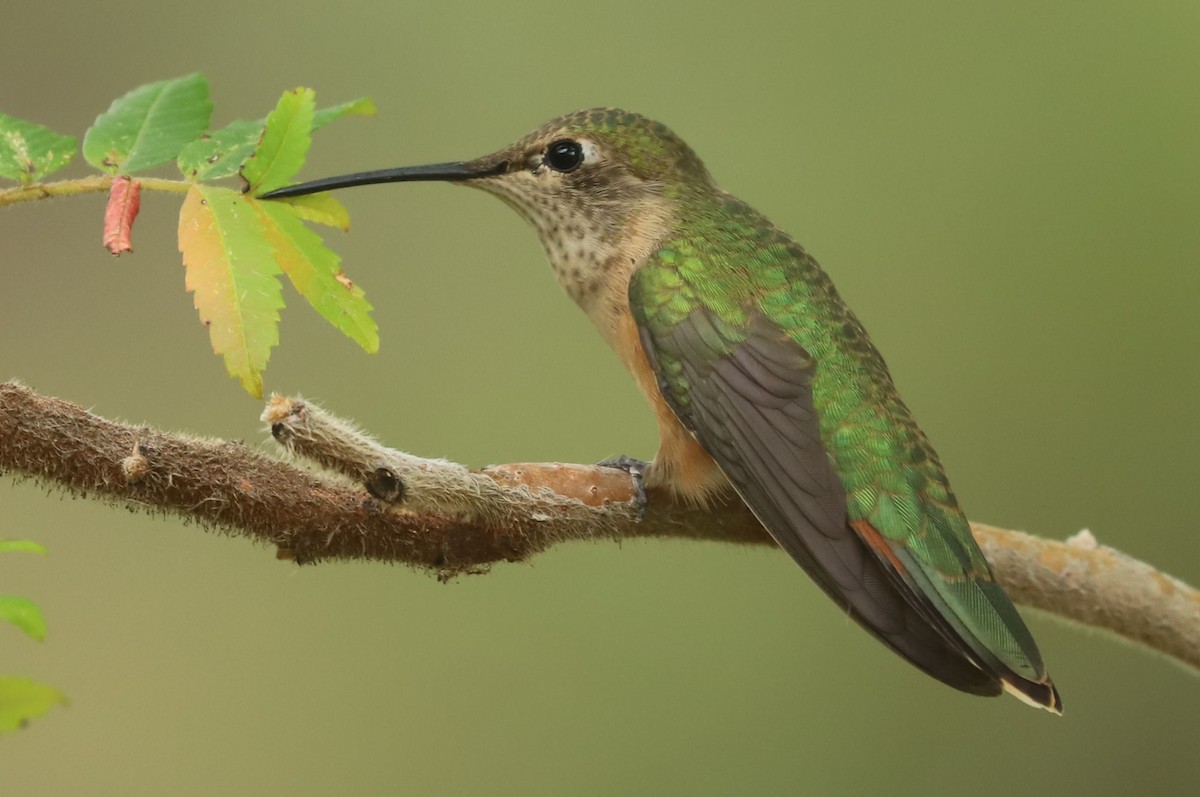 Broad-tailed Hummingbird - ML614733291