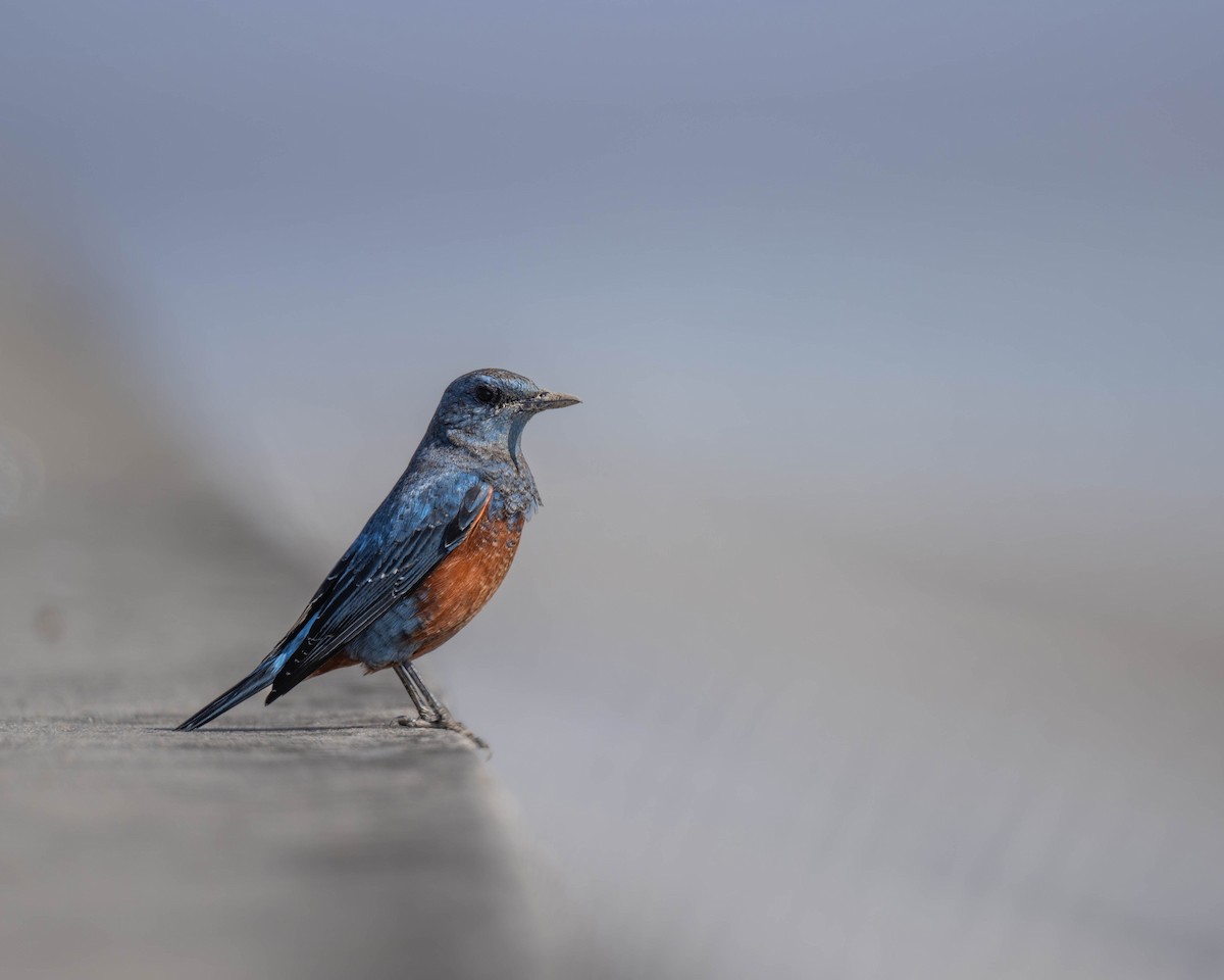 Blue Rock-Thrush - ML614733309