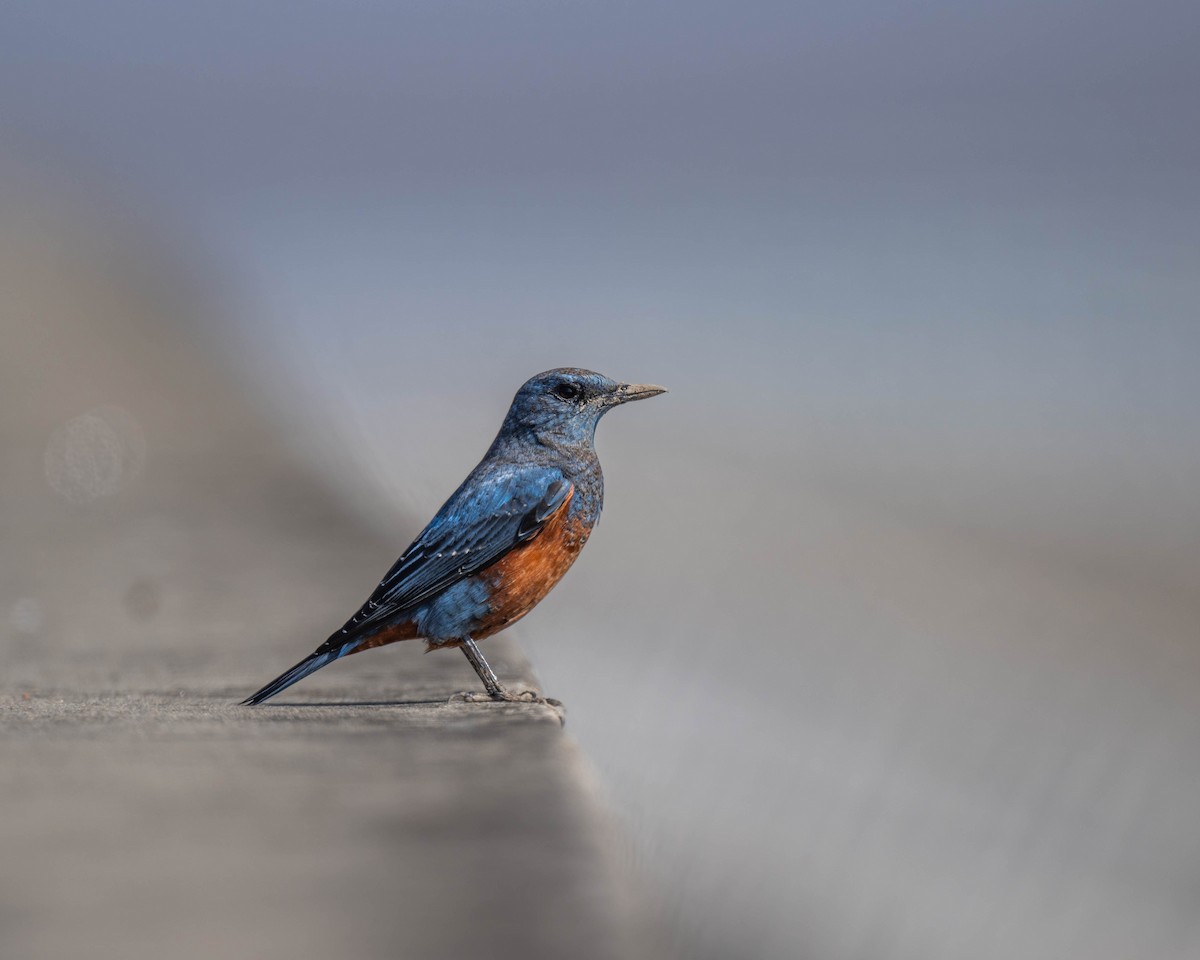 Blue Rock-Thrush - ML614733311