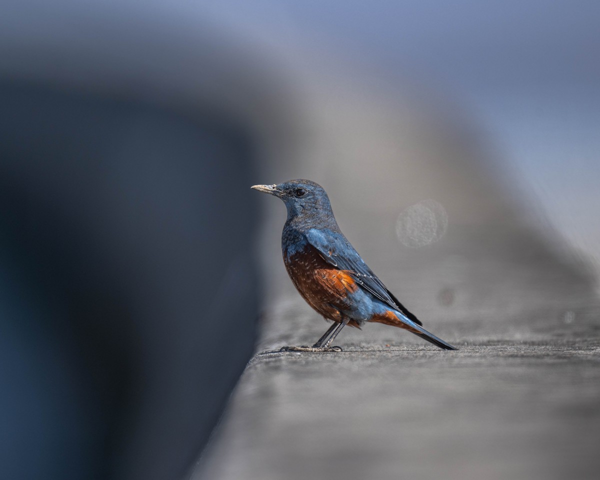 Blue Rock-Thrush - ML614733312