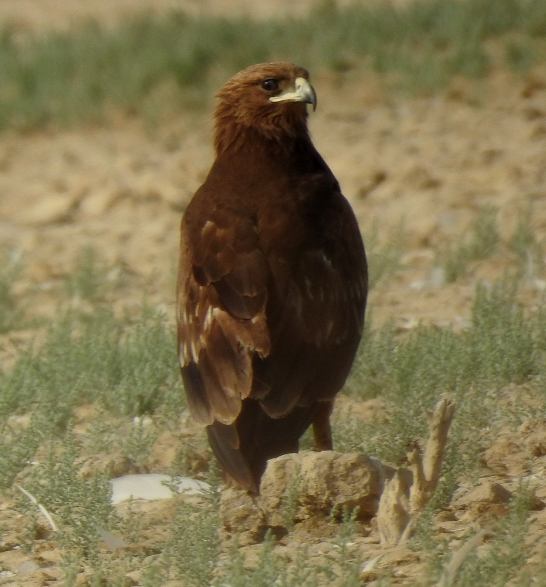 Greater Spotted Eagle - ML614733341