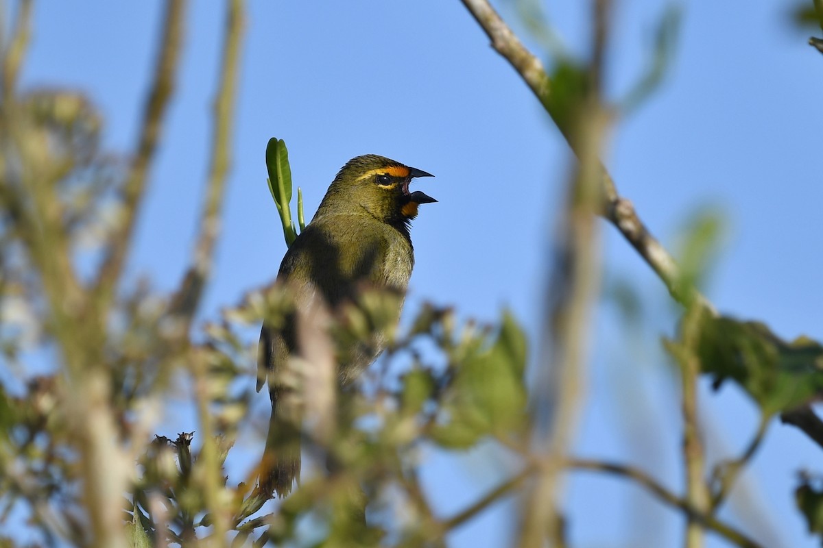 Yellow-faced Grassquit - ML614733377