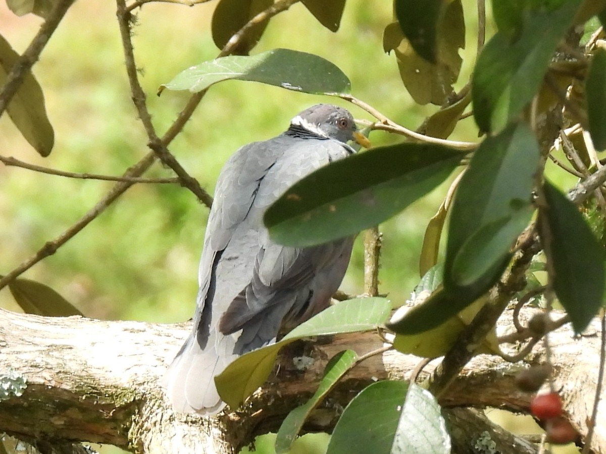 Pigeon à queue barrée (groupe albilinea) - ML614733386