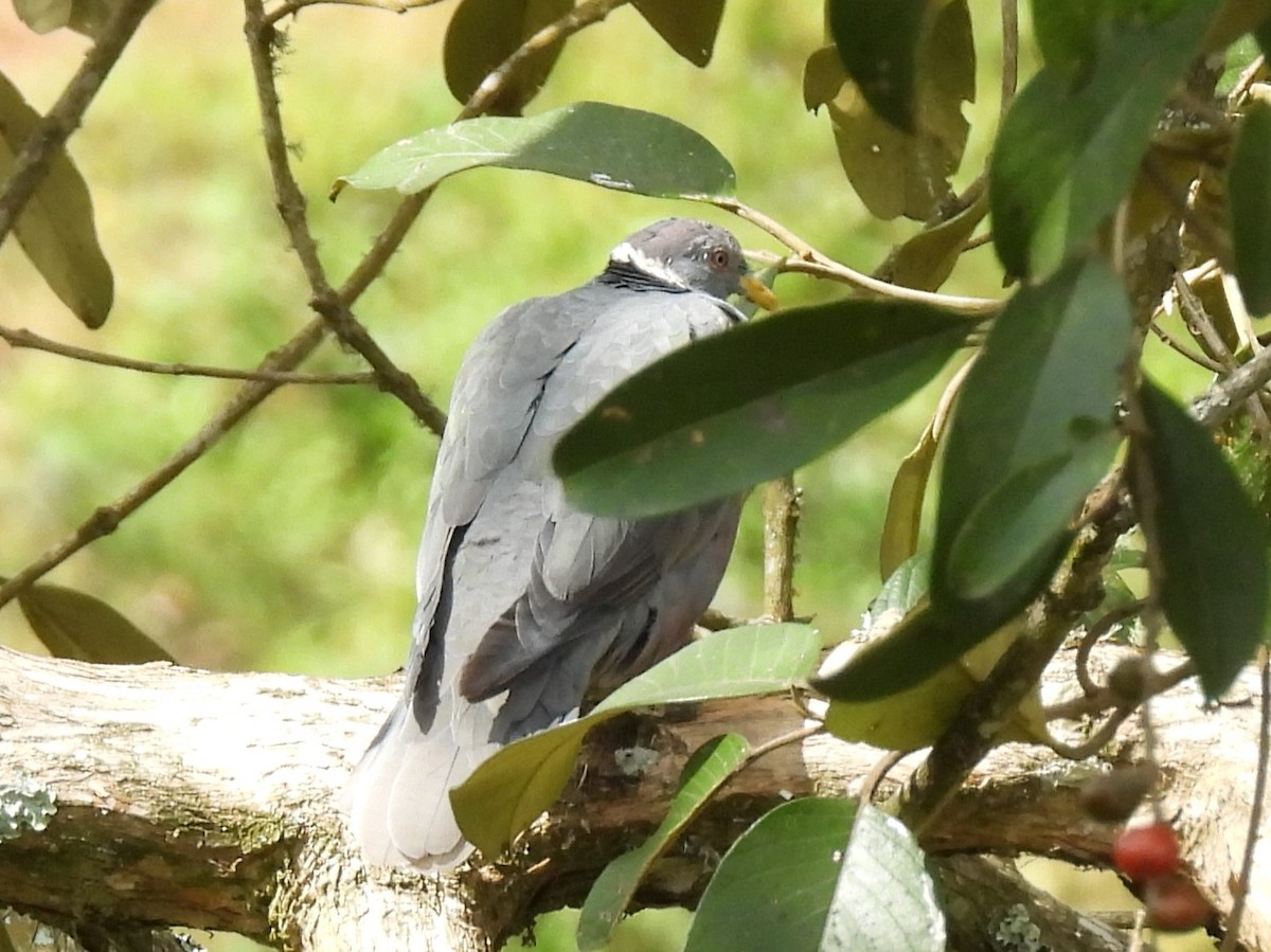 Band-tailed Pigeon (White-necked) - ML614733386