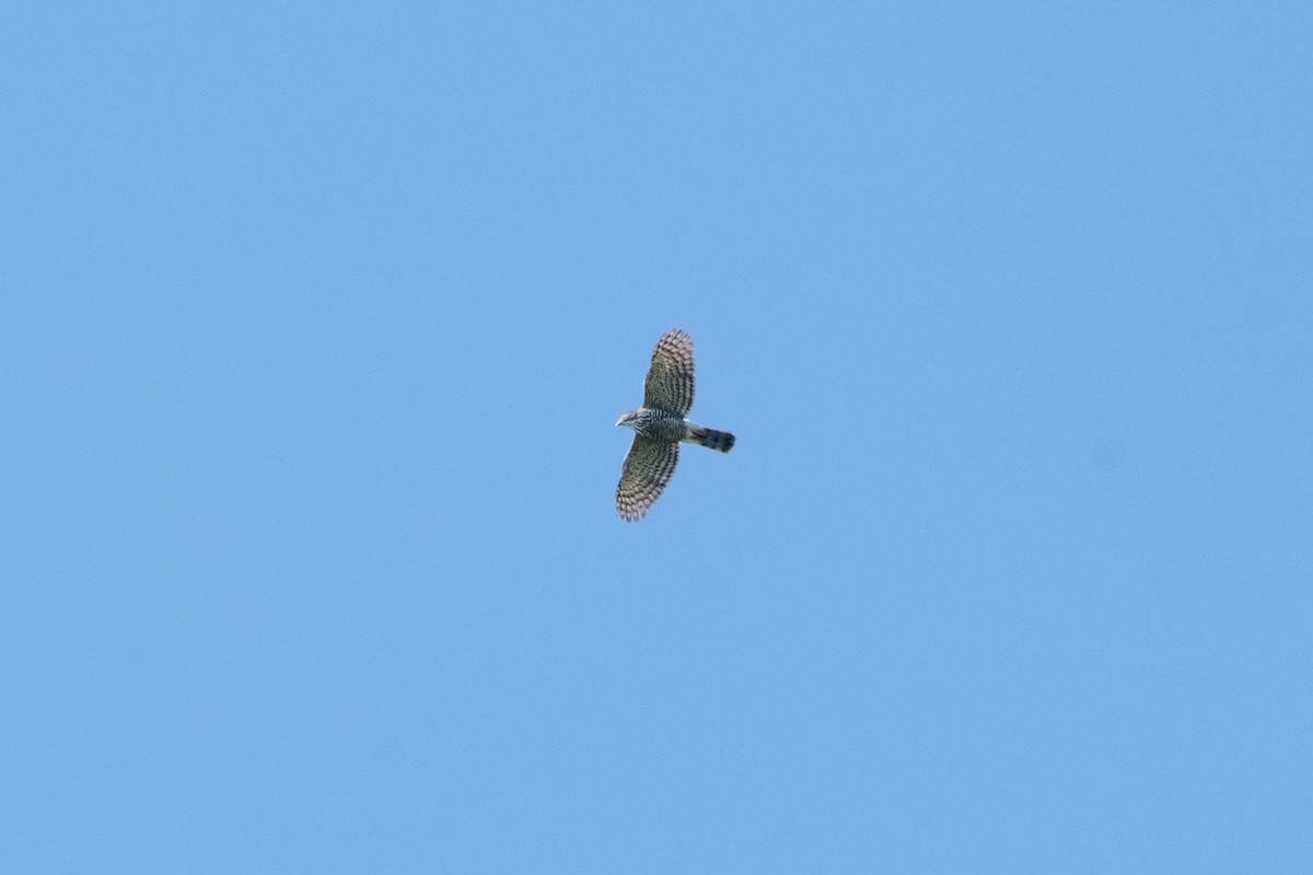 Crested Goshawk - ML614733393