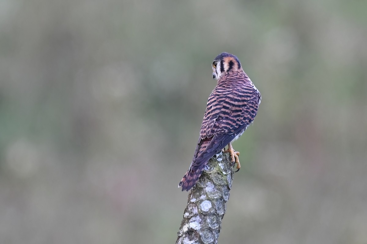 American Kestrel (Eastern Caribbean) - ML614733402