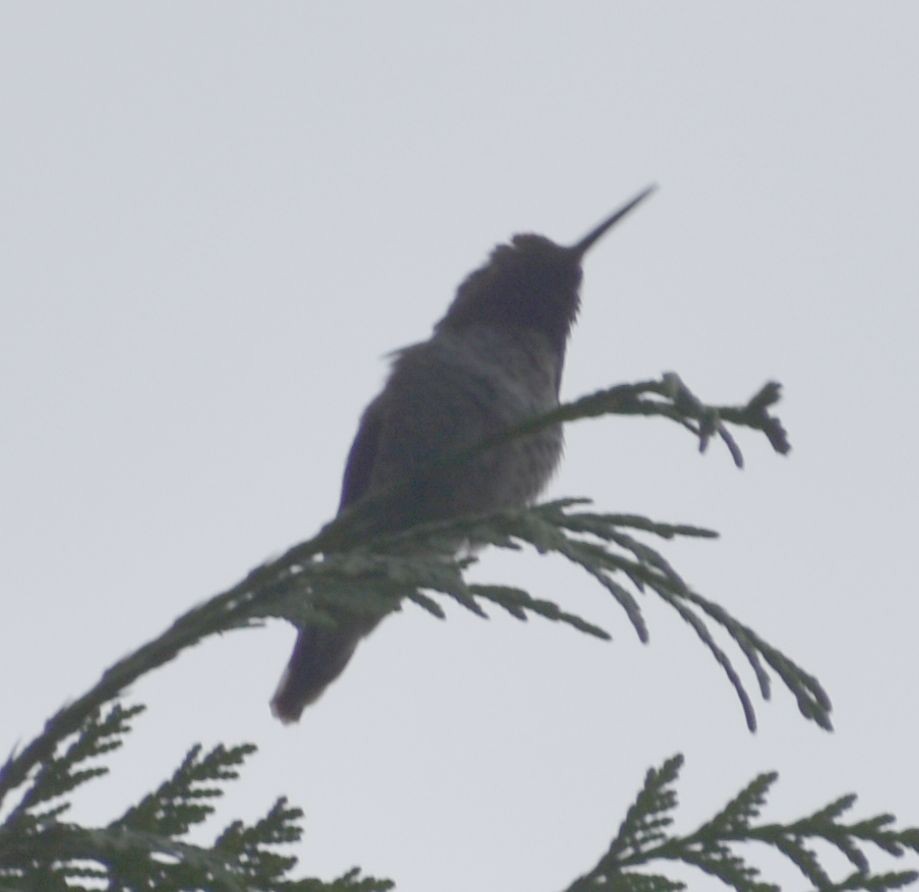 Anna's Hummingbird - Sally Anderson