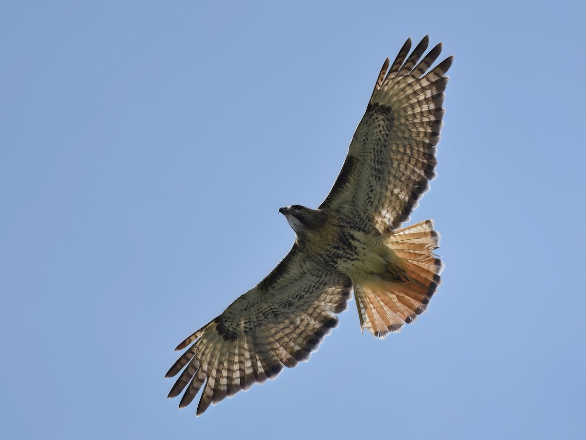 Red-tailed Hawk (jamaicensis) - Matt Spangler