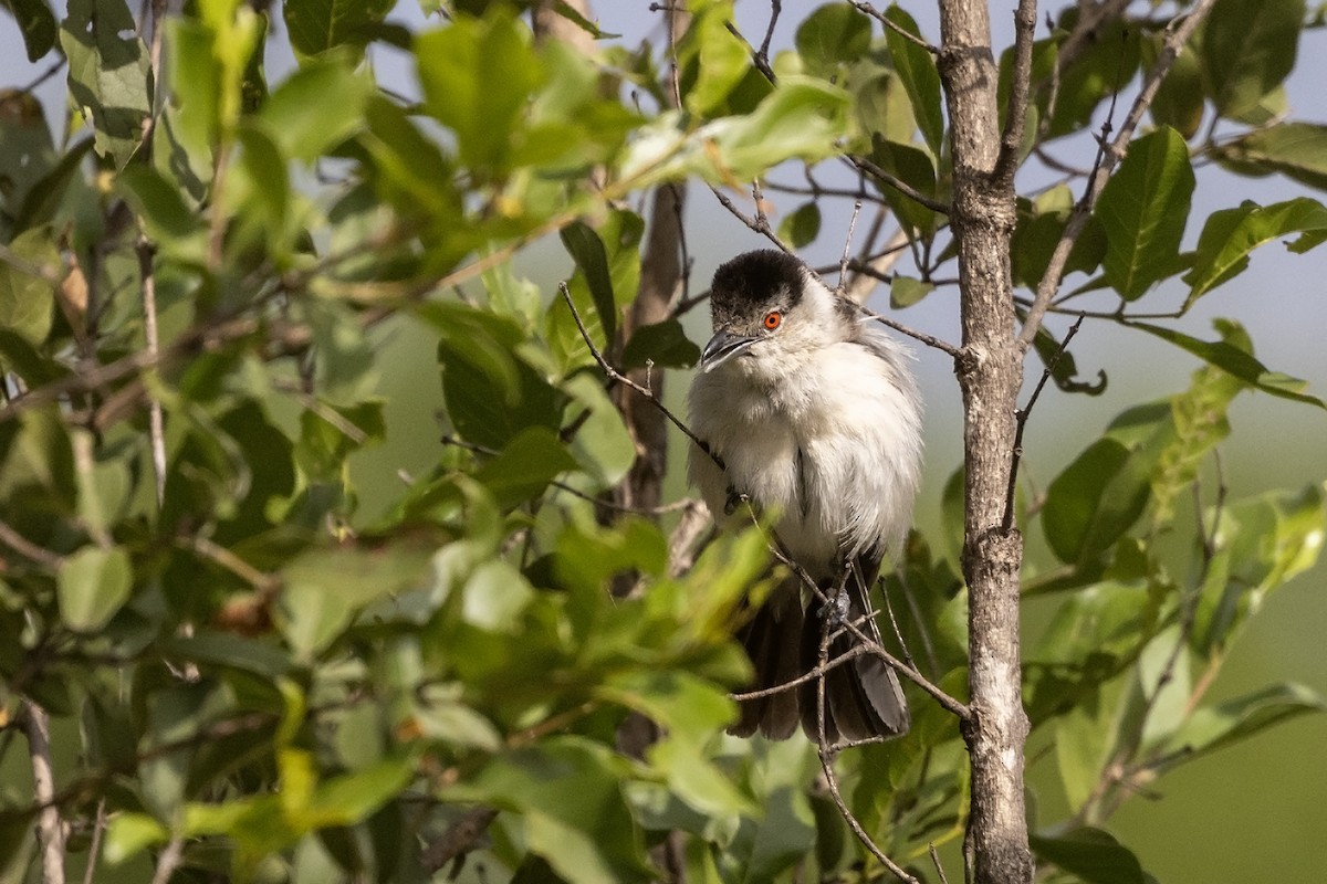 Black-backed Puffback (White-winged) - ML614733454