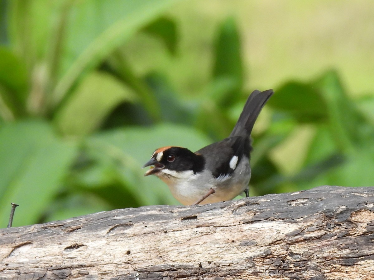 White-winged Brushfinch (White-winged) - Buck Lee