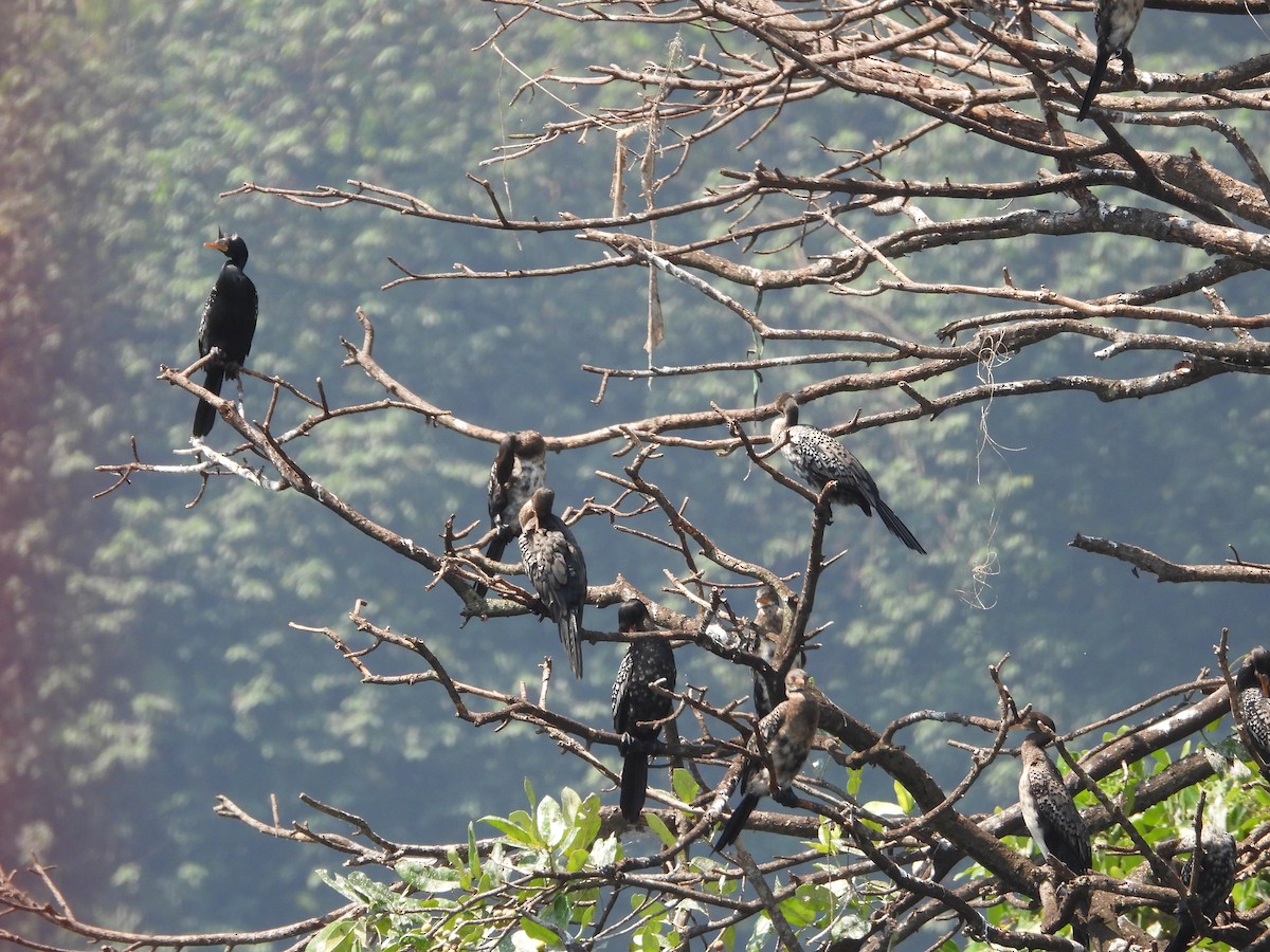 Long-tailed Cormorant - Jonathan Onongo