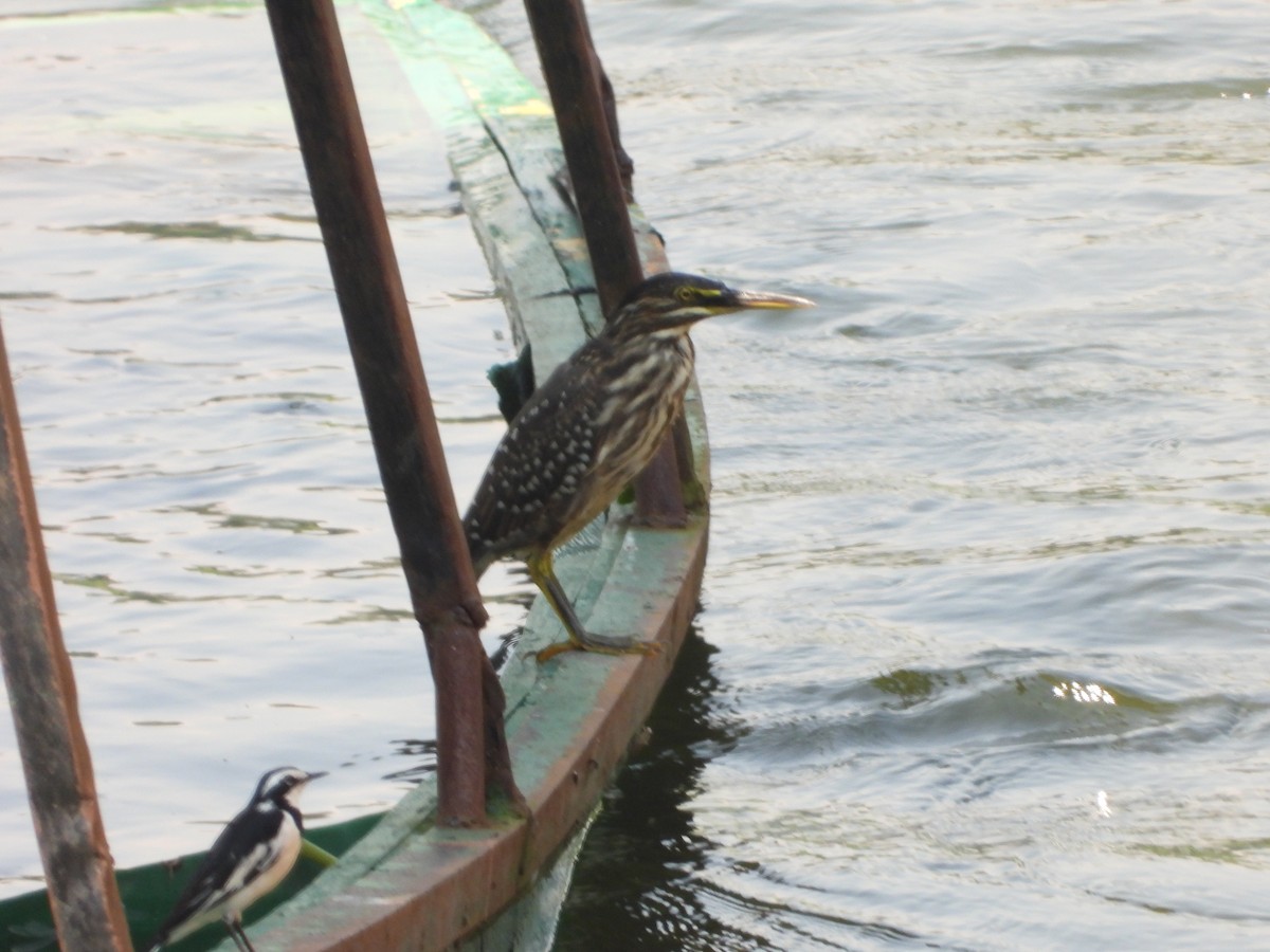 Striated Heron - ML614733474