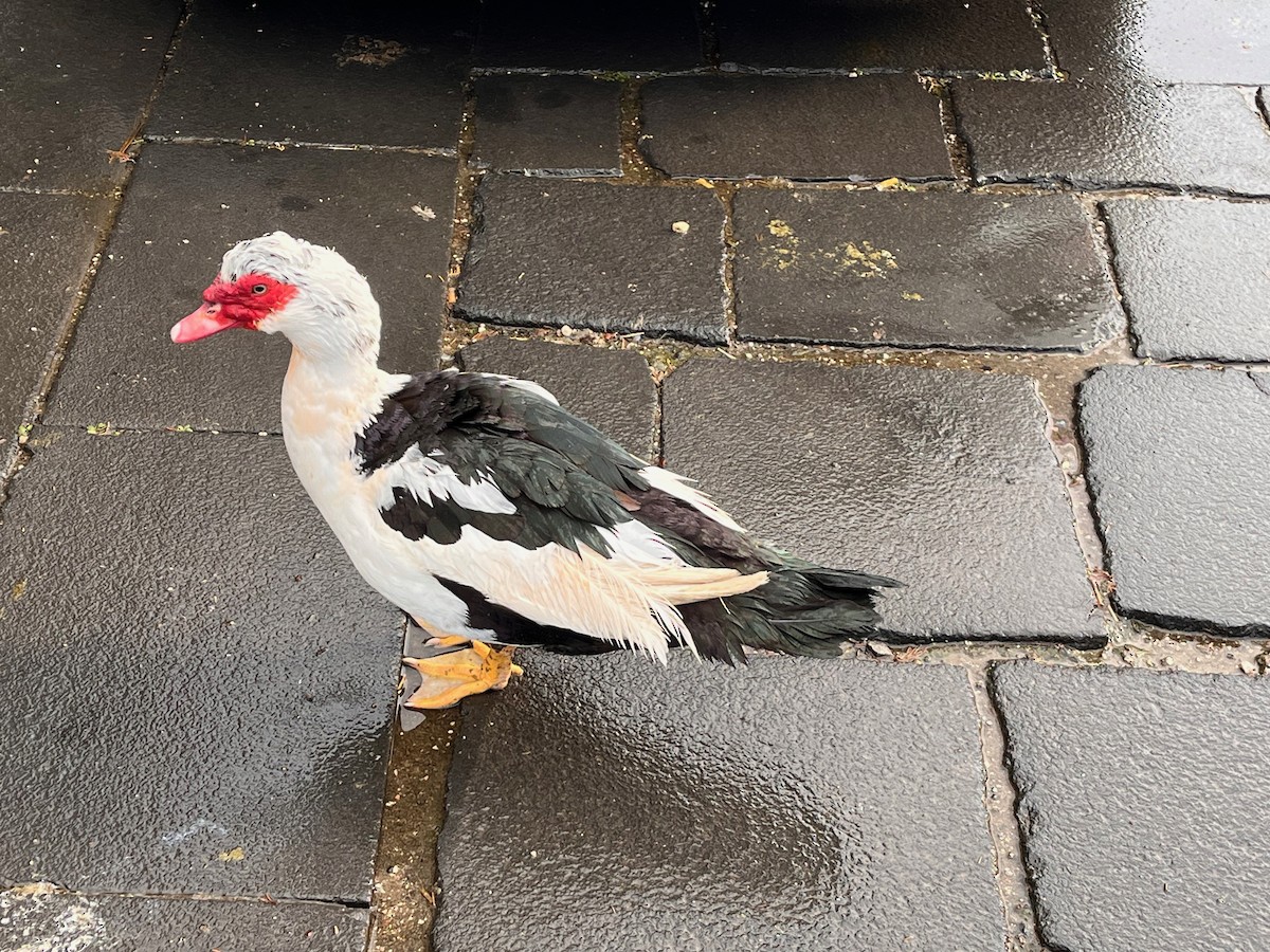 Muscovy Duck (Domestic type) - ML614733609