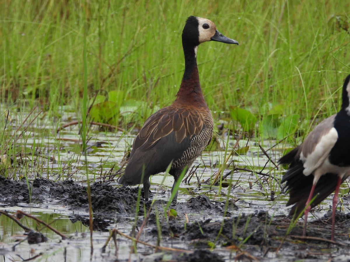 White-faced Whistling-Duck - Jonathan Onongo