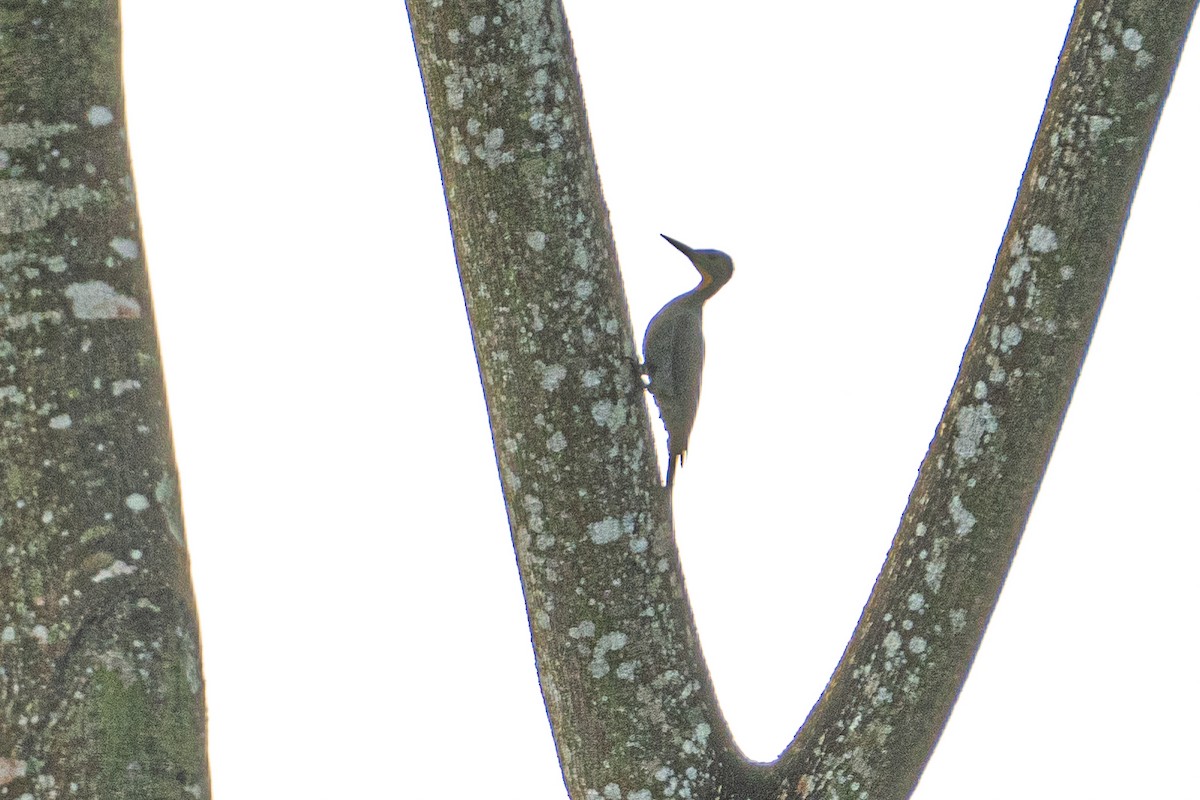 Great Slaty Woodpecker - ML614733656