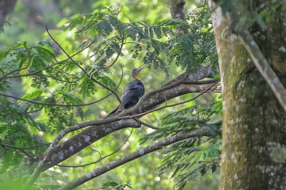 Great Slaty Woodpecker - ML614733658