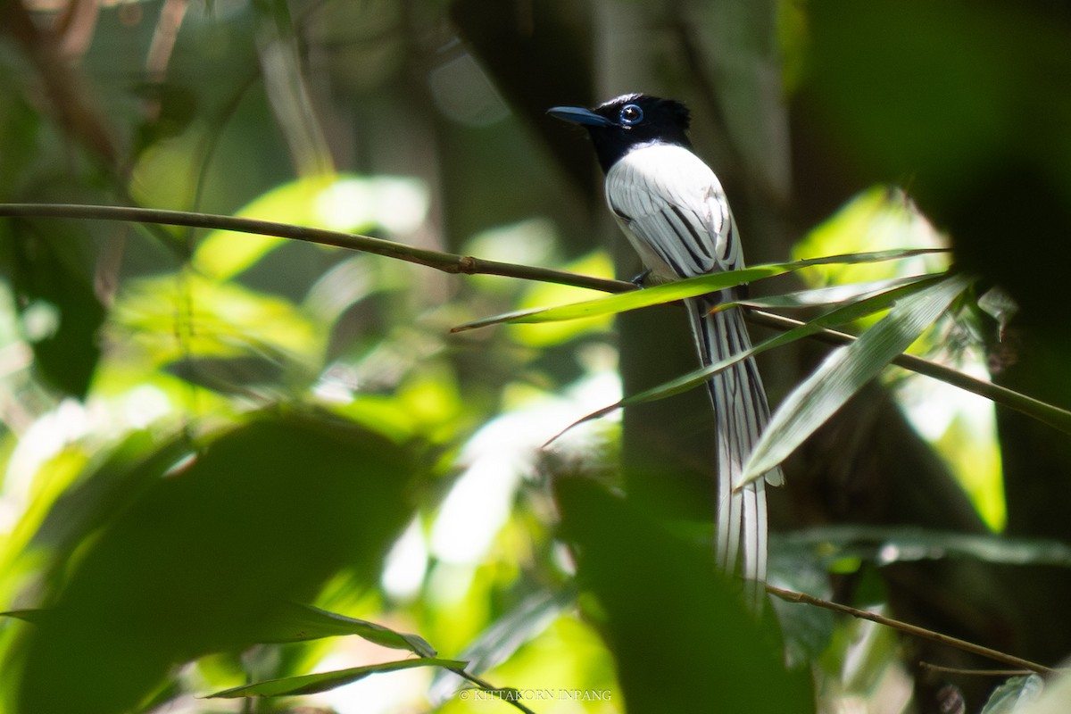 Blyth's Paradise-Flycatcher - ML614733710