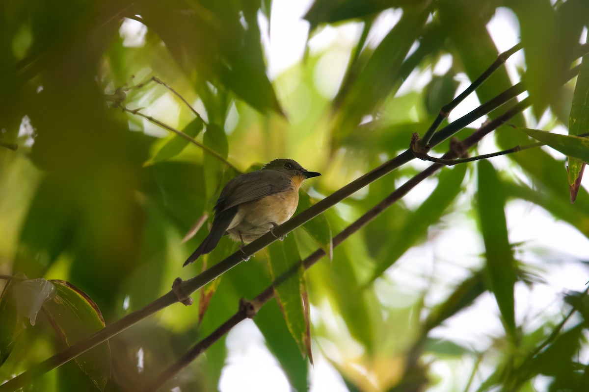 Tickell's Blue Flycatcher - Sourav Mandal