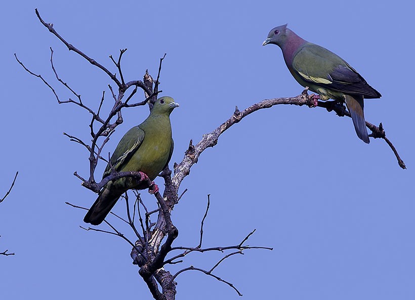 Pink-necked Green-Pigeon - ML614733712