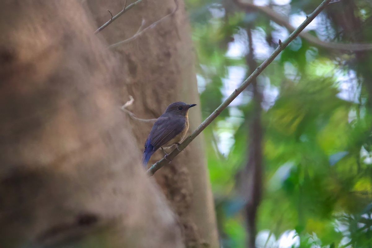 Tickell's Blue Flycatcher - Sourav Mandal