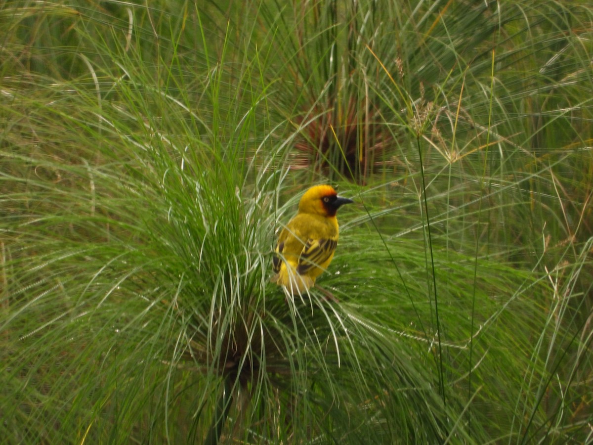 Northern Brown-throated Weaver - Jonathan Onongo