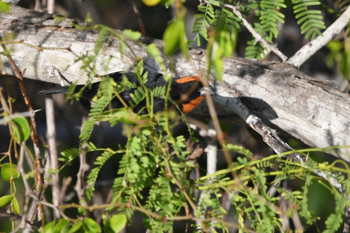 Puerto Rican Bullfinch - ML614733760