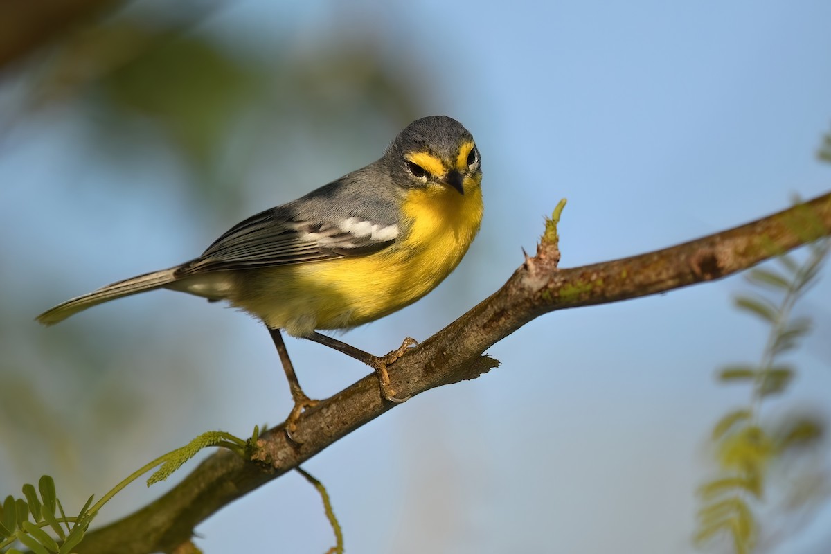 Adelaide's Warbler - Matt Spangler