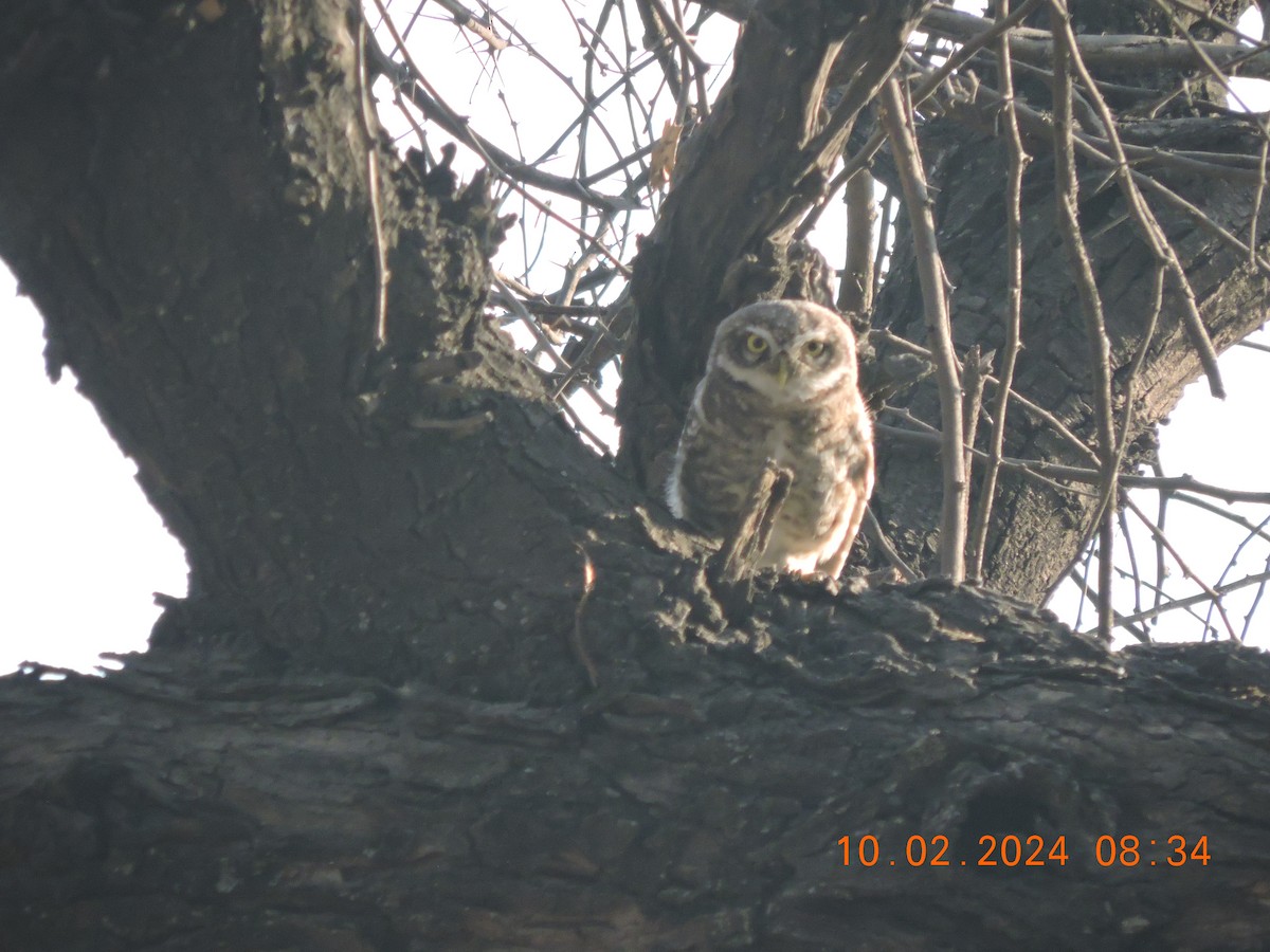 Spotted Owlet - ML614733860