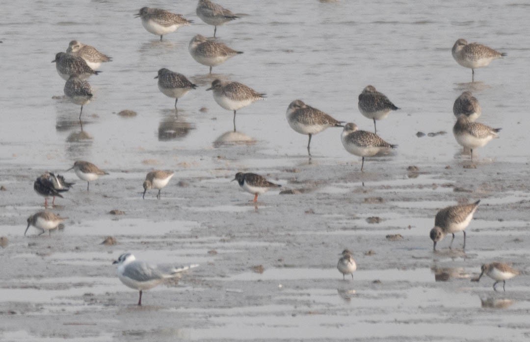 Ruddy Turnstone - ML614733880